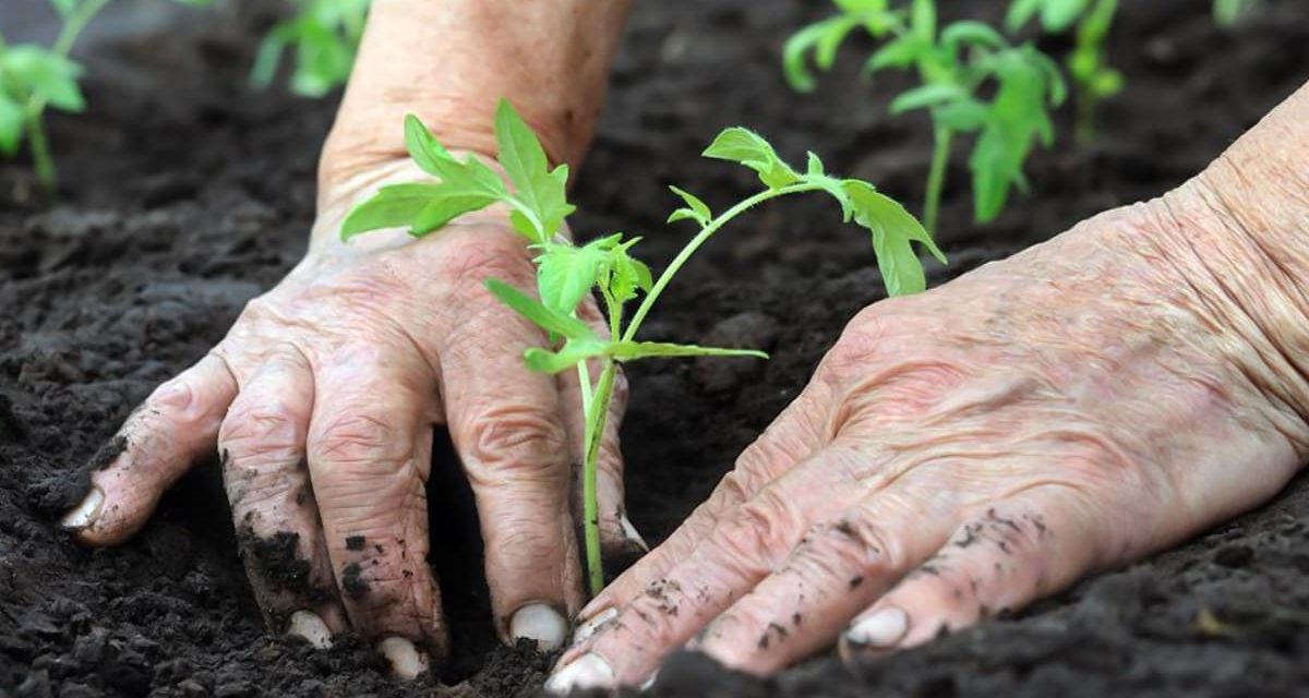 Agricultura familiar, um estímulo à economia brasileira