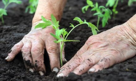 Agricultura familiar, um estímulo à economia brasileira