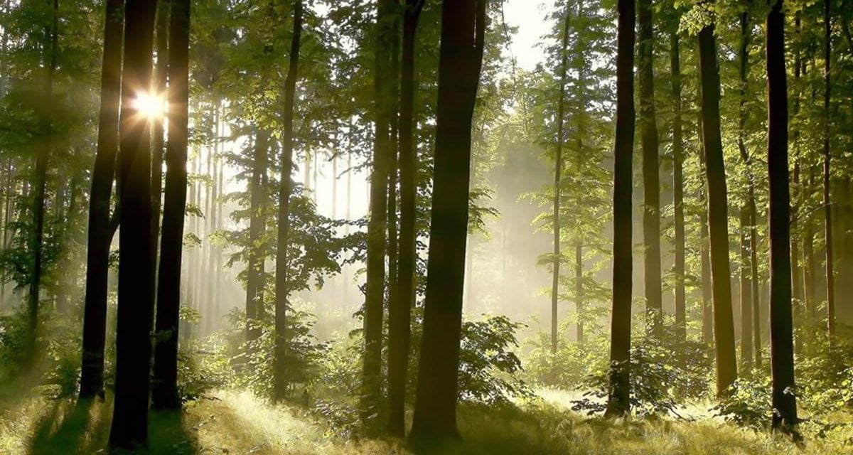 É possível recuperar 12 milhões de hectares de floresta até 2030?