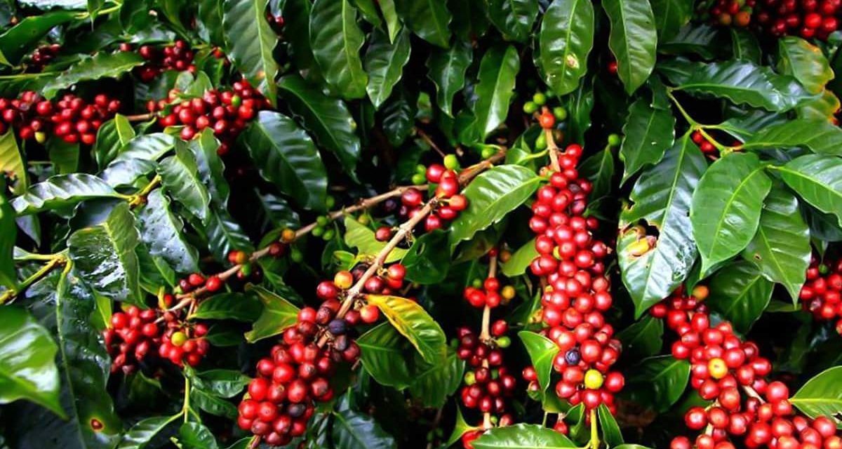 Brasil exporta 2,5 milhões de sacas de café em janeiro de 2017