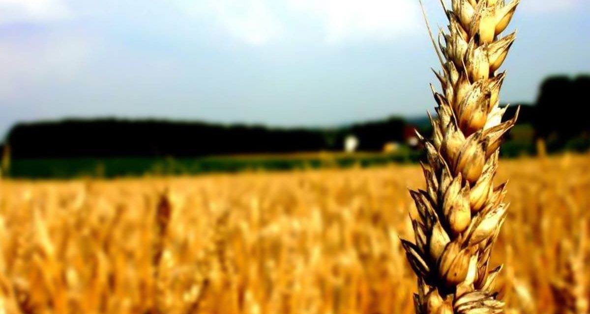 Mesmo com leilões de subvenção, trigo importado está mais atrativo para mercado brasileiro