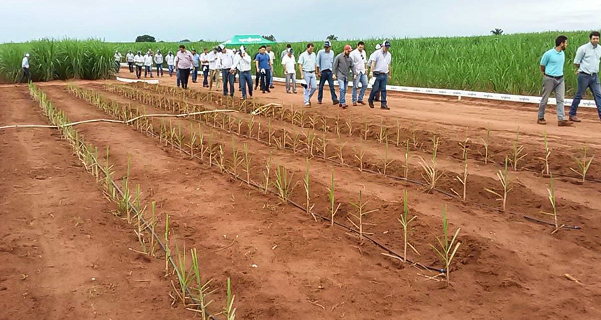 Syngenta demonstra benefícios do meiosi, método que combina a plantação de mudas de cana-de-açúcar com outras culturas