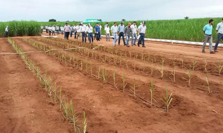 Syngenta demonstra benefícios do meiosi, método que combina a plantação de mudas de cana-de-açúcar com outras culturas