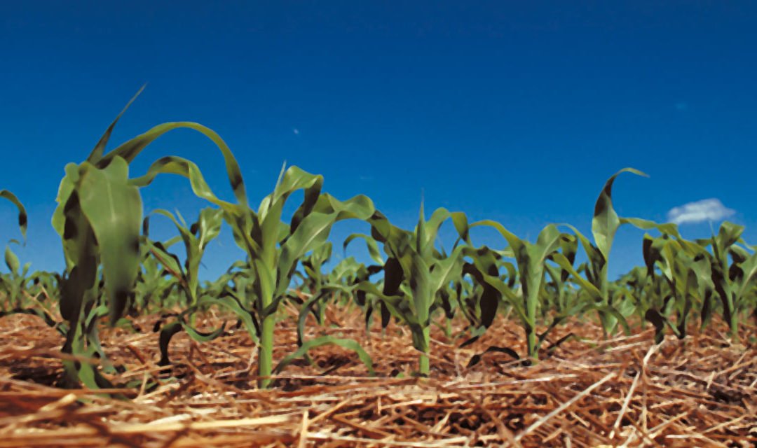 Agricultura sem parar
