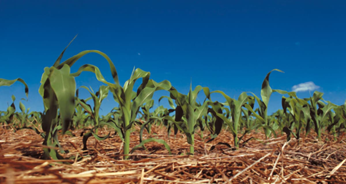 Agricultura sem parar