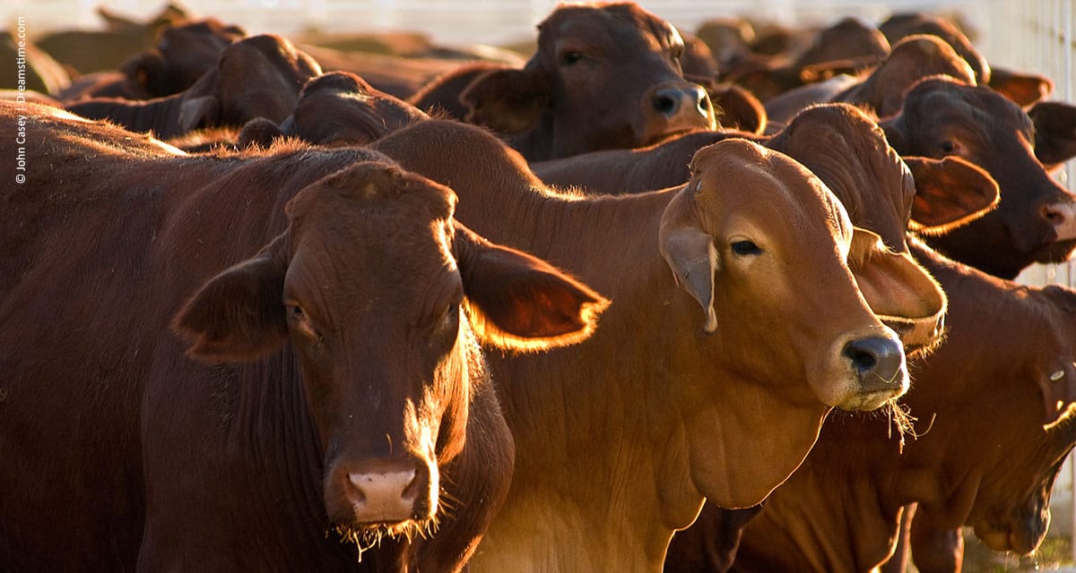 Cosalfa debate retirada da vacinação contra febre aftosa