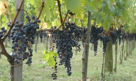 Viticultura gaúcha quase dobra área plantada em 20 anos