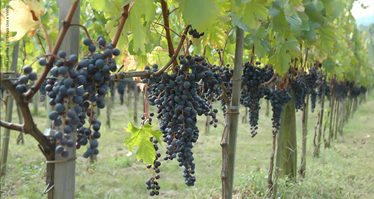 Viticultura gaúcha quase dobra área plantada em 20 anos