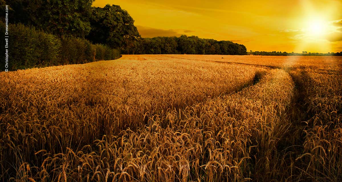 Bloomberg lança serviços de notícias, dados e tecnologia para agronegócio