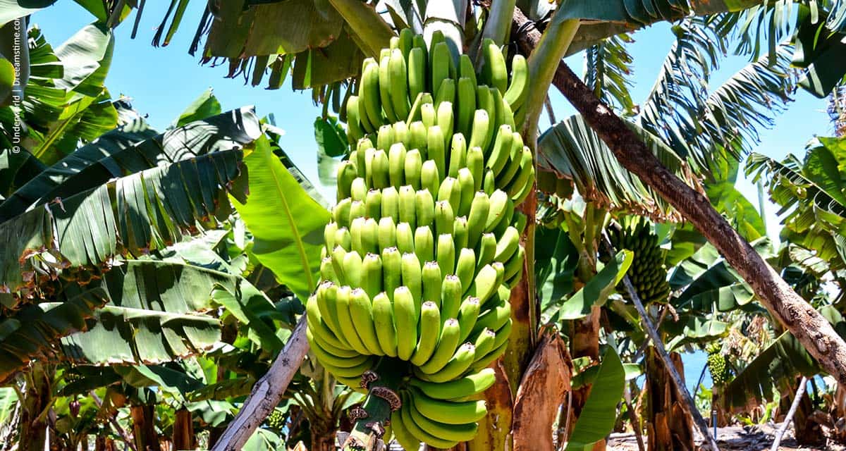 SMR para a Sigatoka Negra da bananeira é auditado para garantir o status fitossanitário