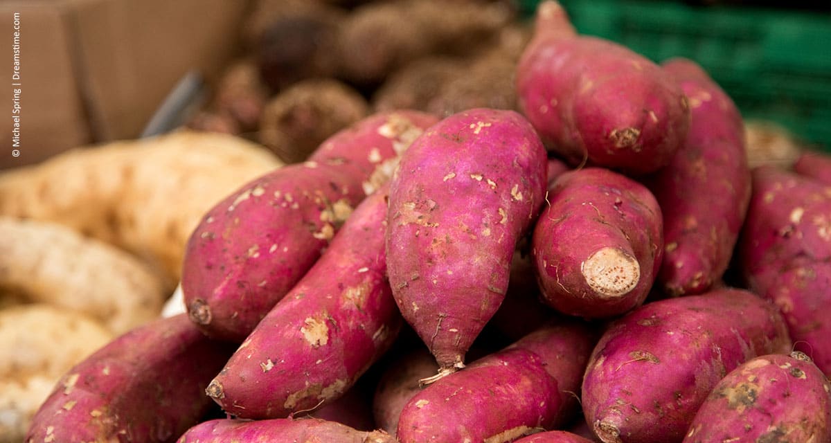 Tecnologia da Apta permite aumento da produtividade da batata-doce