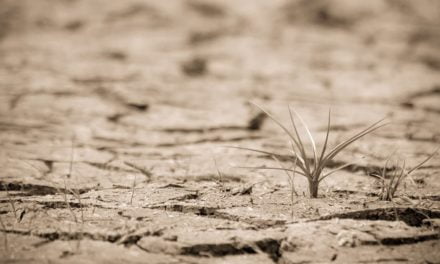 Desertificação no Nordeste ameaça produção agrícola