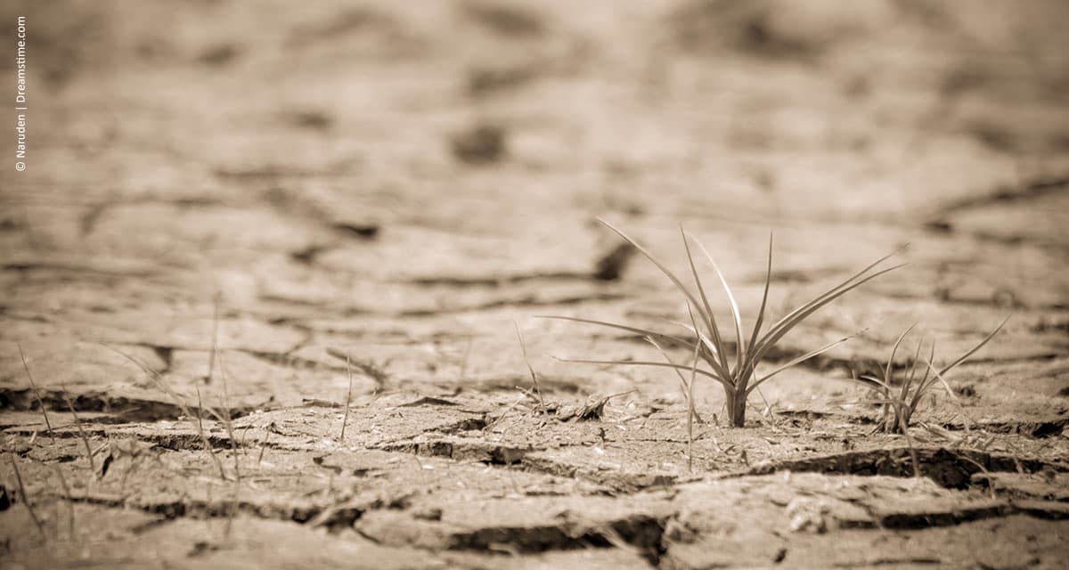 Desertificação no Nordeste ameaça produção agrícola