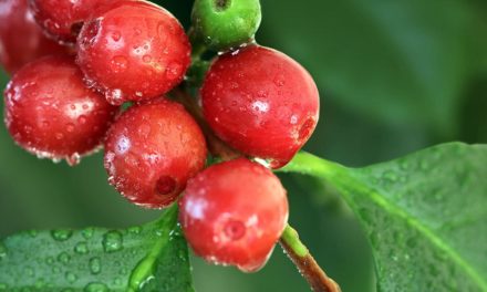 As melhores práticas de utilização dos recursos hídricos na cafeicultura brasileira