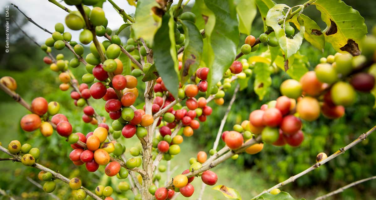 Lavouras de café terão impactos das mudanças climáticas compensados