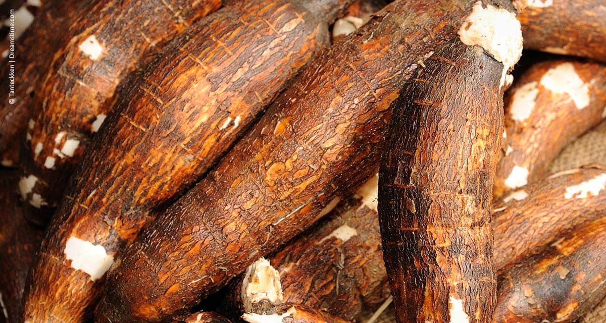 Silagem de mandioca aumenta produção de leite e atua como repelente natural de carrapatos