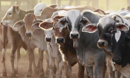 Mato Grosso do Sul registra o melhor resultado nas exportações de carne bovina desde 2014