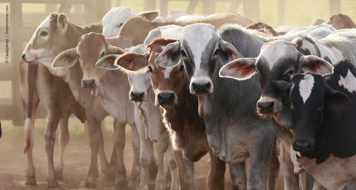 Mato Grosso do Sul registra o melhor resultado nas exportações de carne bovina desde 2014