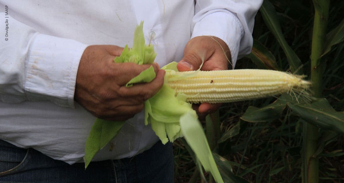 Cati oferecerá minicursos e exposição de sementes e mudas na Agrishow 2017