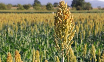 IAC lançará na Agrishow 2017 cultivar de sorgo 10% mais produtiva