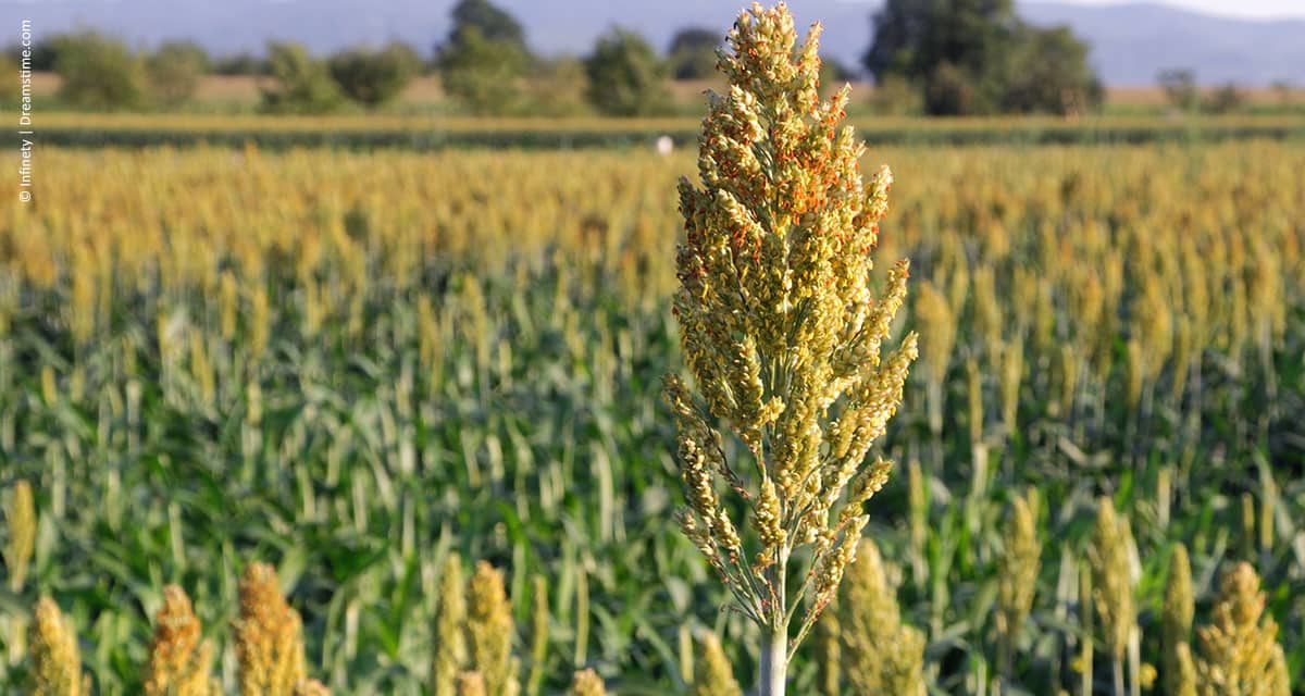 IAC lançará na Agrishow 2017 cultivar de sorgo 10% mais produtiva