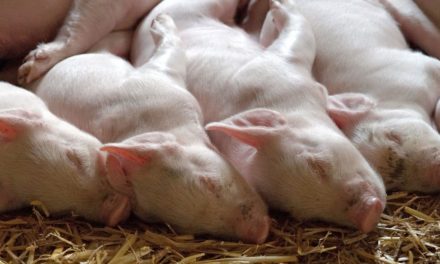 Bem-estar dos suínos: 9 cuidados para a criação dos animais