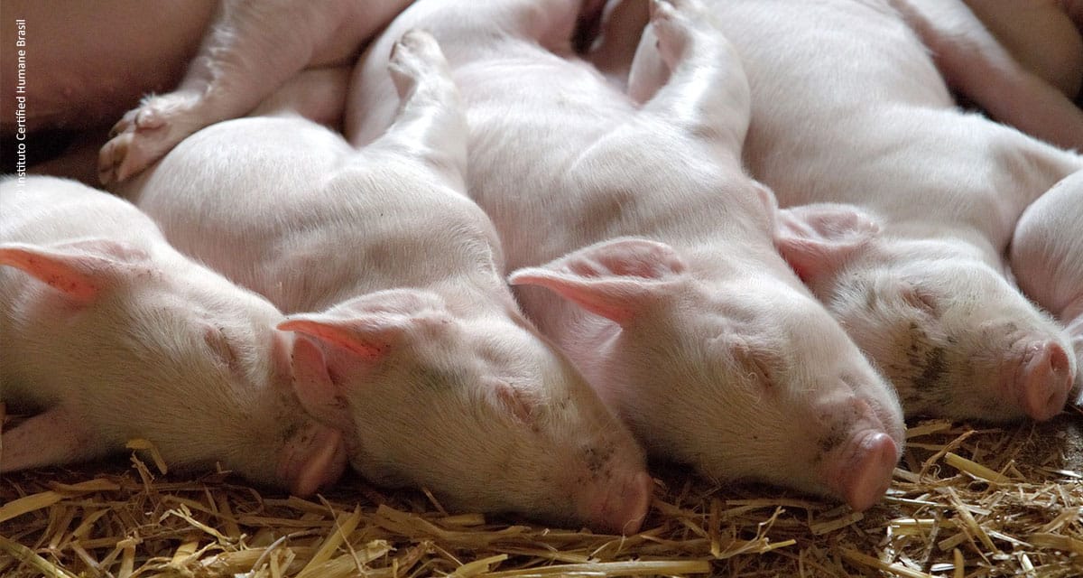 Bem-estar dos suínos: 9 cuidados para a criação dos animais