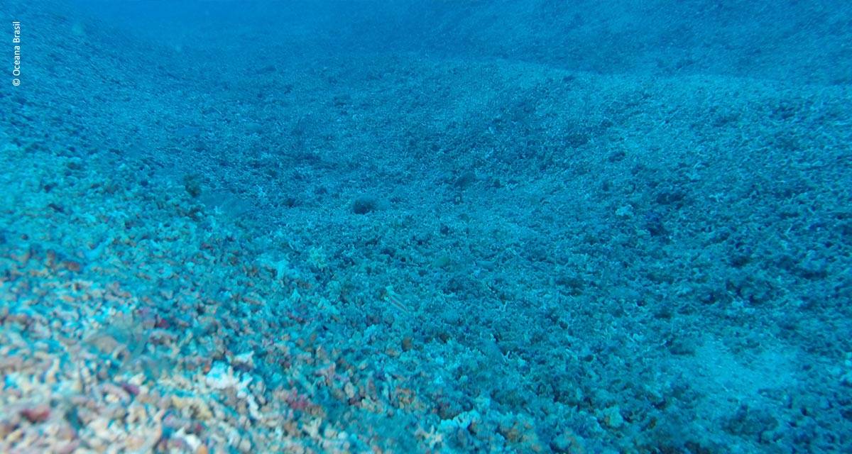 Os benefícios e o impacto do uso da alga marinha Lithothamnium sobre a produtividade no agronegócio