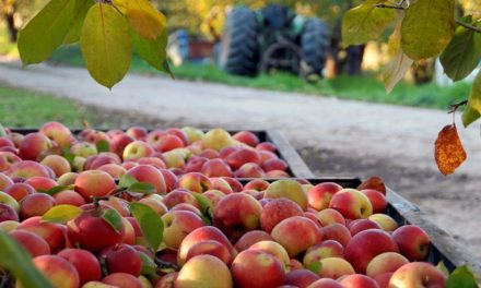 Levantamento do Instituto de Economia Agrícola identifica potencial para aumentar a produtividade da maçã no Estado de São Paulo