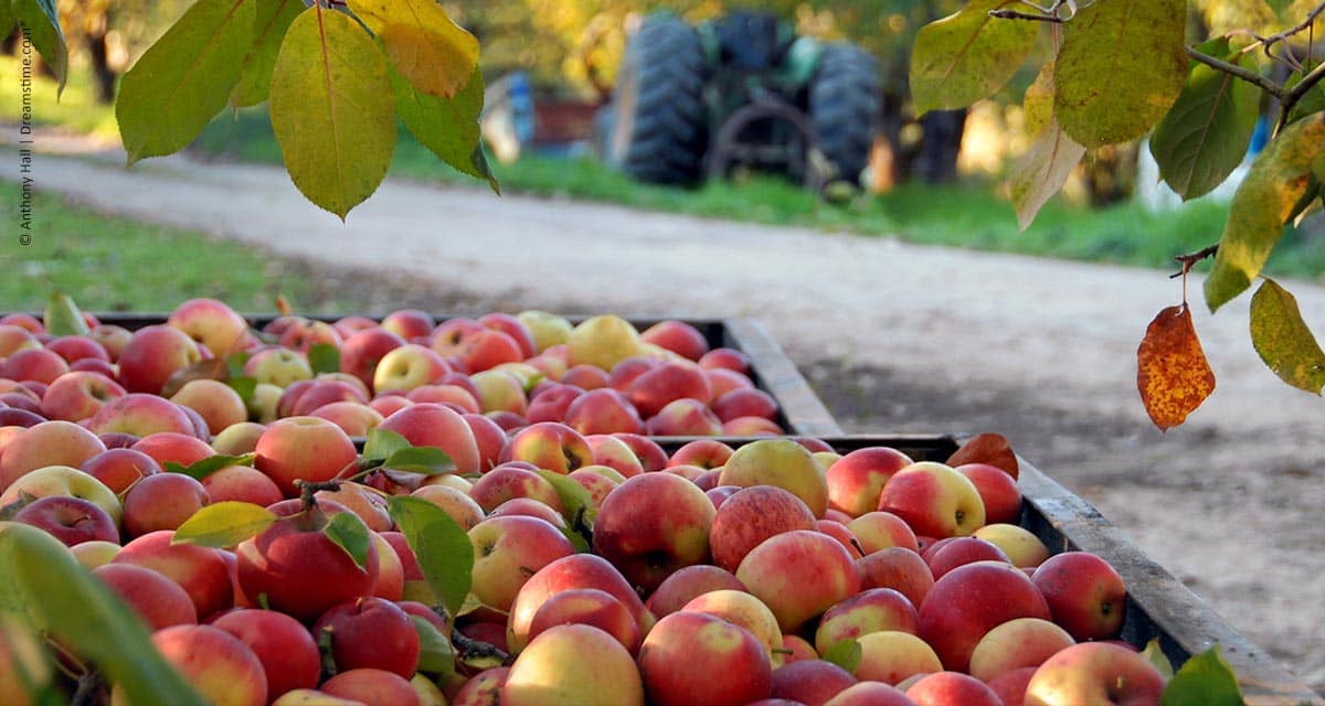 Levantamento do Instituto de Economia Agrícola identifica potencial para aumentar a produtividade da maçã no Estado de São Paulo