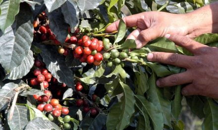 Programa unifica agenda de ações pela sustentabilidade na cafeicultura brasileira