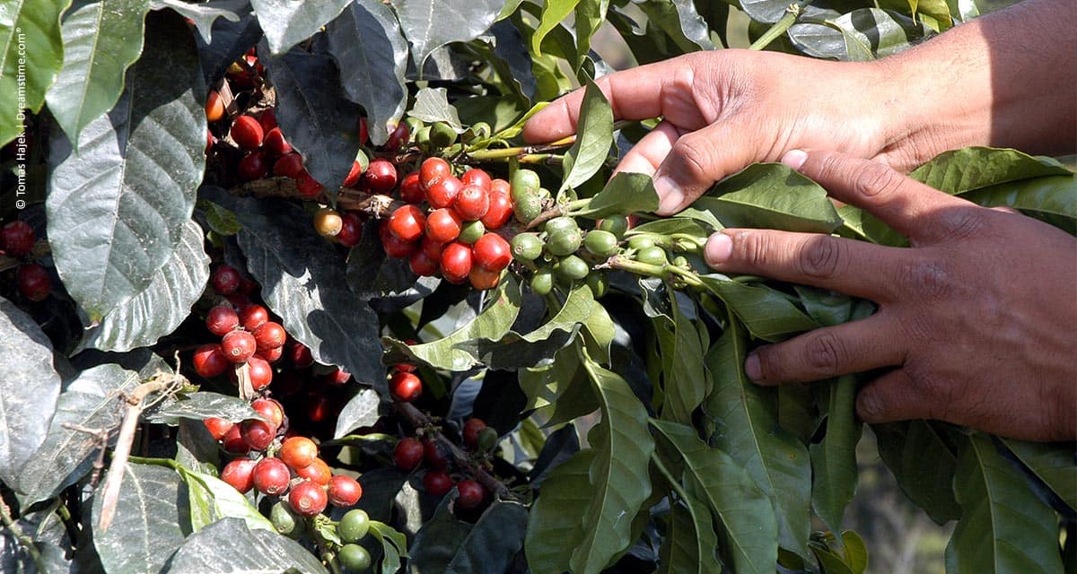 Programa unifica agenda de ações pela sustentabilidade na cafeicultura brasileira