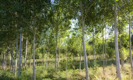 Florestas plantadas são cada vez mais necessárias para estimular a economia