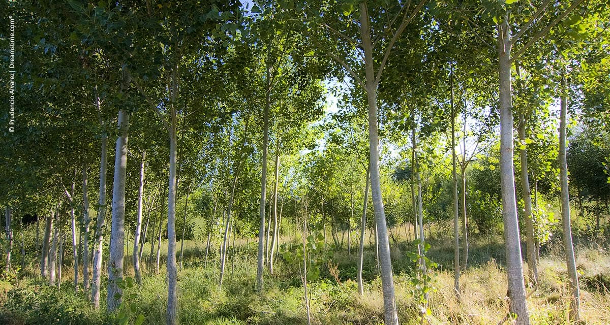 Florestas plantadas são cada vez mais necessárias para estimular a economia