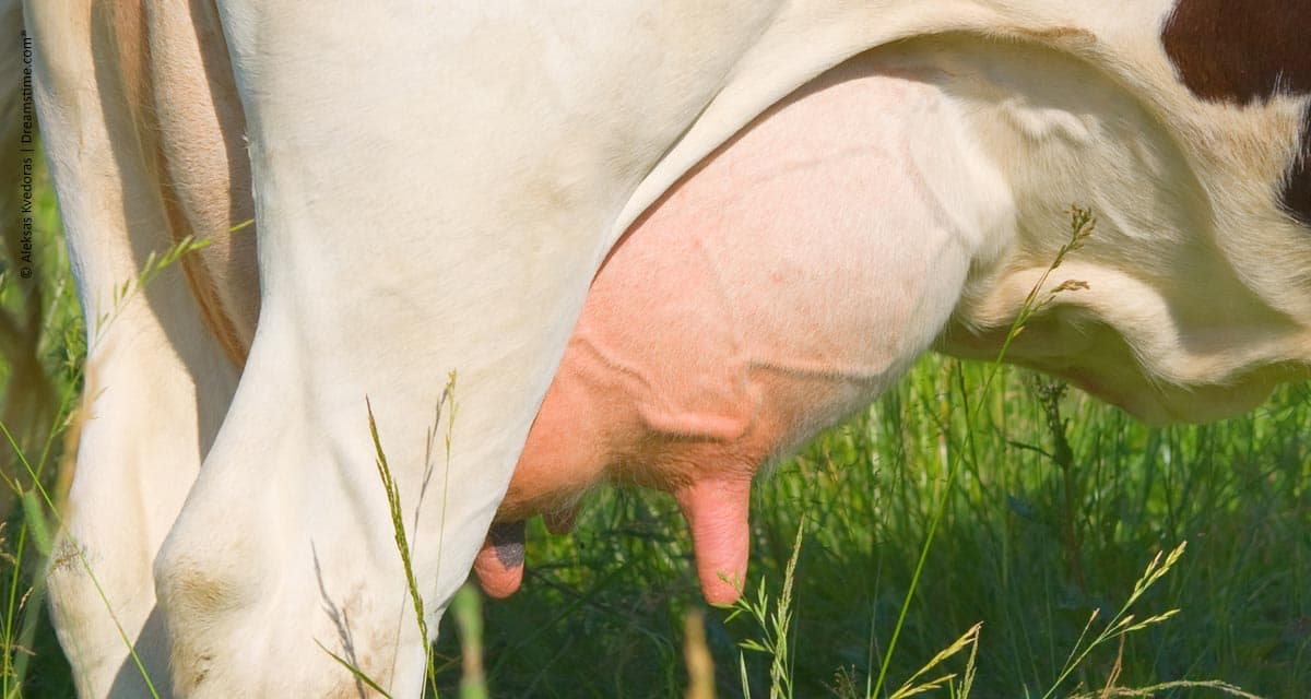 3ª Prova de Leite a Pasto da Embrapa Cerrados e ACZP