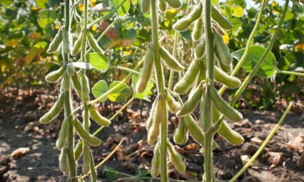 Tecnologia a serviço da produtividade: os destaques da Syngenta na AgroBrasília