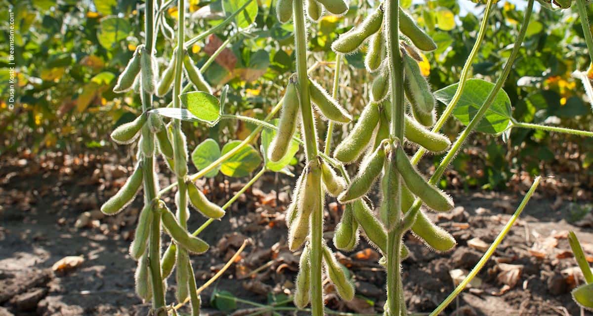 Tecnologia a serviço da produtividade: os destaques da Syngenta na AgroBrasília