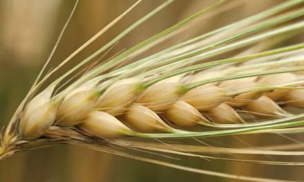 Nutrição do trigo: desenvolvimento radicular é fundamental para altas produtividades