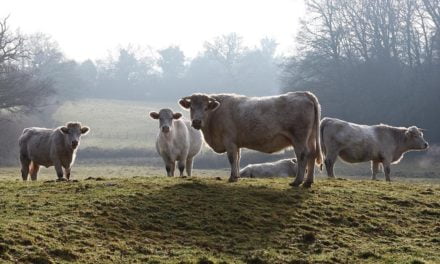 Doenças respiratórias em bovinos aumentam no inverno