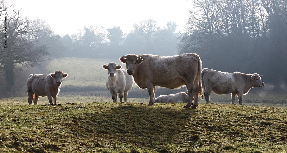 Doenças respiratórias em bovinos aumentam no inverno