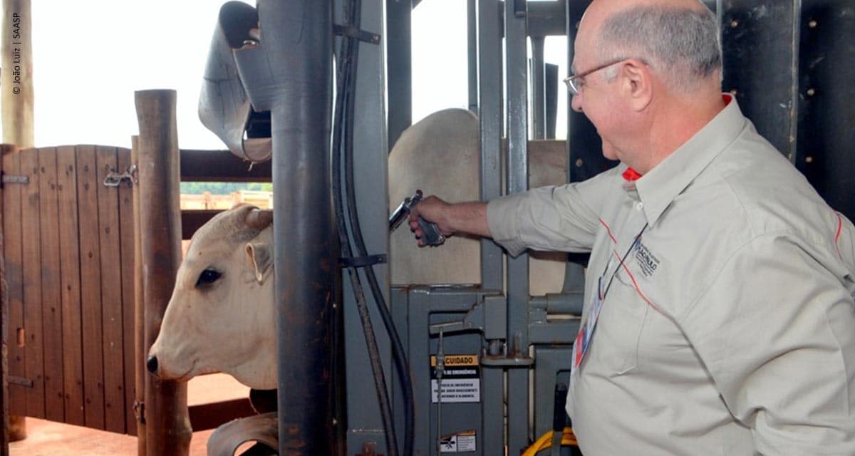 Vacinação em Sertãozinho abre campanha contra a febre aftosa em São Paulo