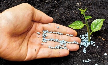 Quando a alimentação saudável da planta gera excelentes frutos