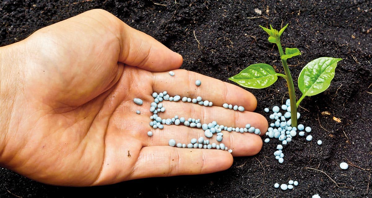 Quando a alimentação saudável da planta gera excelentes frutos