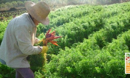 SEAD leva agricultores para maior feira de orgânicos da América Latina