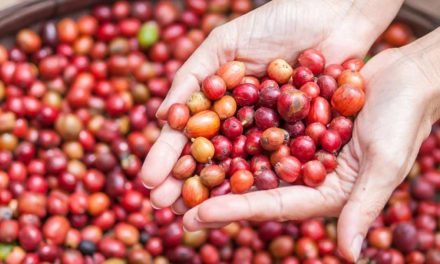 Um salto de qualidade para a cafeicultura brasileira