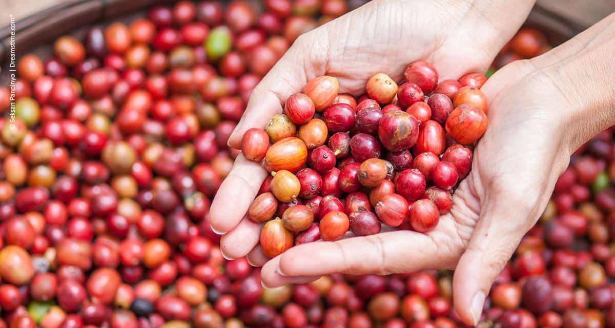 Um salto de qualidade para a cafeicultura brasileira
