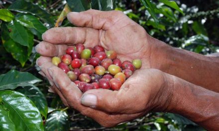 Plataforma Global reúne esforços na busca por café sustentável e próspero