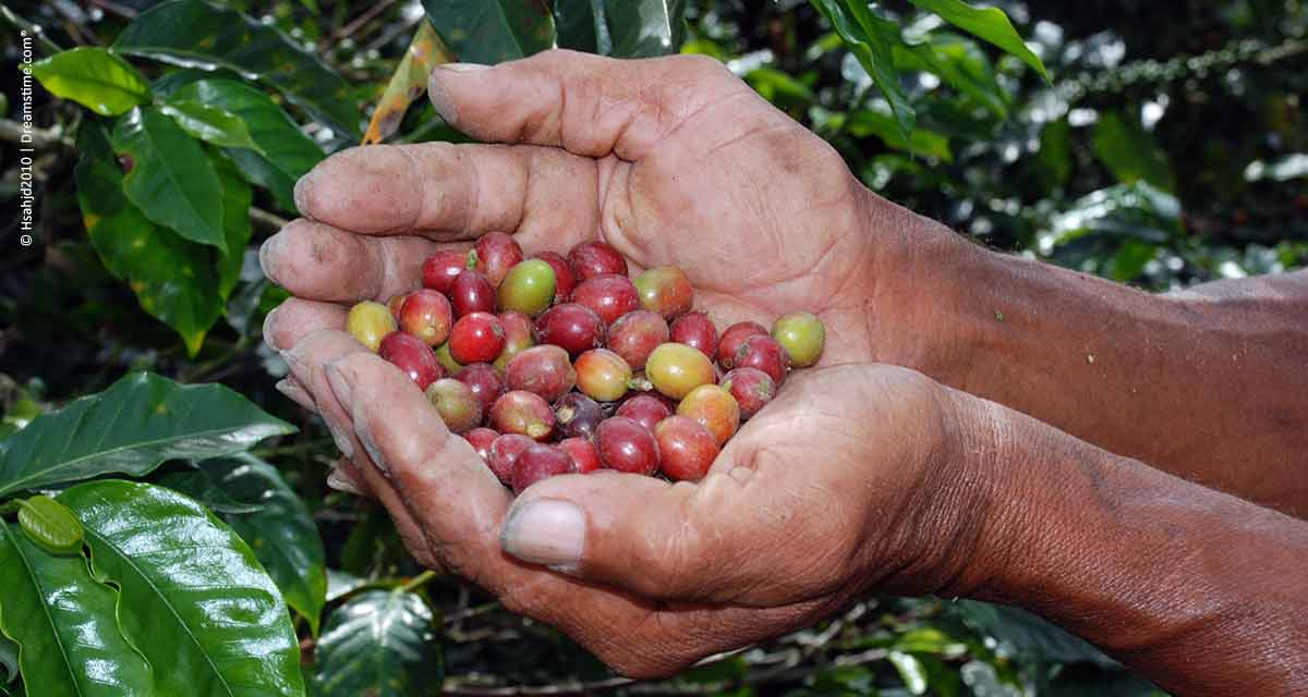 Plataforma Global reúne esforços na busca por café sustentável e próspero