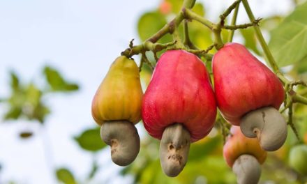 Marcadores químicos devem acelerar o desenvolvimento de novas cultivares de cajueiro