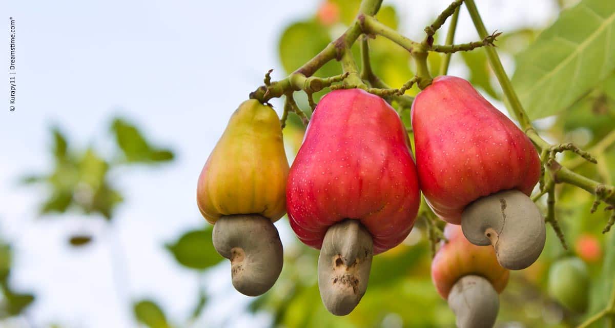 Marcadores químicos devem acelerar o desenvolvimento de novas cultivares de cajueiro